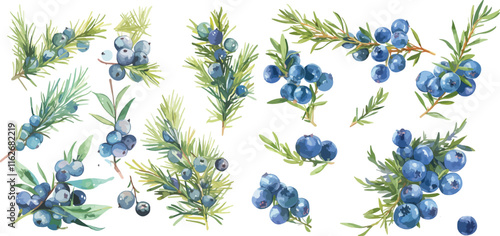 juniper berry watercolor clipart