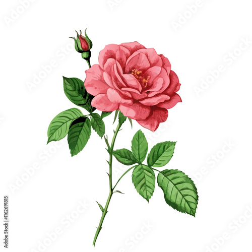 Vintage rose gallica poster vector illustration (5)