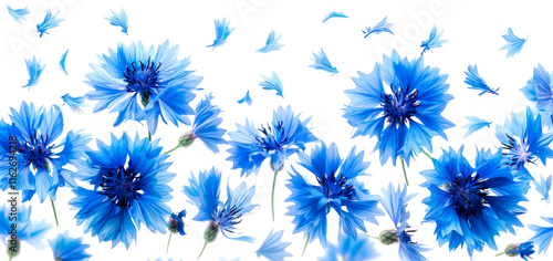 Vibrant blue cornflowers with scattered petals on a transparent background. Perfect for floral designs, nature-inspired art, or seasonal themes like spring and summer
