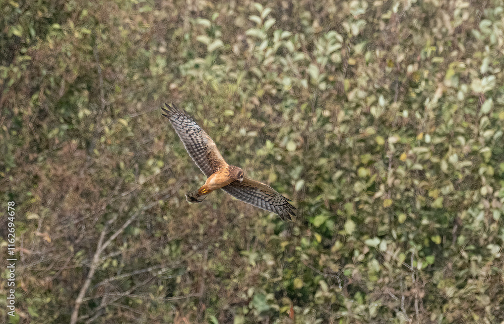 Northern Harrier in Flight Northern Harrier in Flight