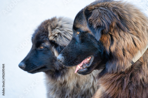 serra da estrela portuguese dog photo