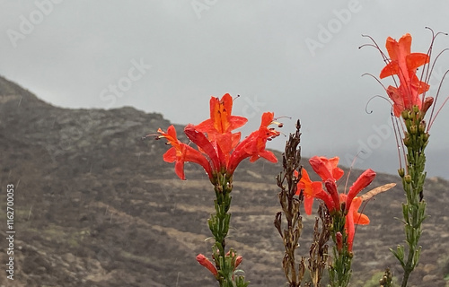 Cape Honeysuckle (Tecomaria capensis) red orange flowers in a rainy day in Tenerife,Canary Islands, Spain.Native region for this shrub is in South Africa.Floral background,4K  photo