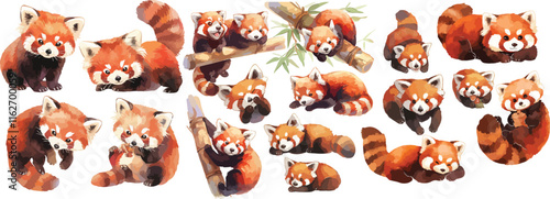 red panda watercolor clipart
