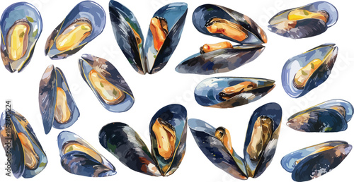 mussel watercolor clipart