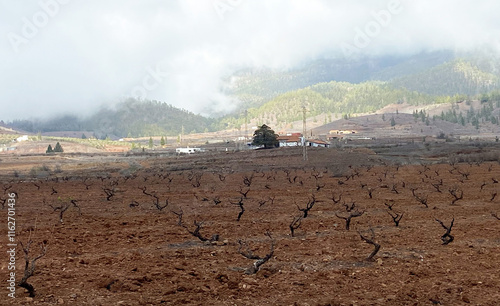 Winter view on a vineyards located on mountains slopes near Vilaflor village,Tenerife, Canary Islands, Spain. photo