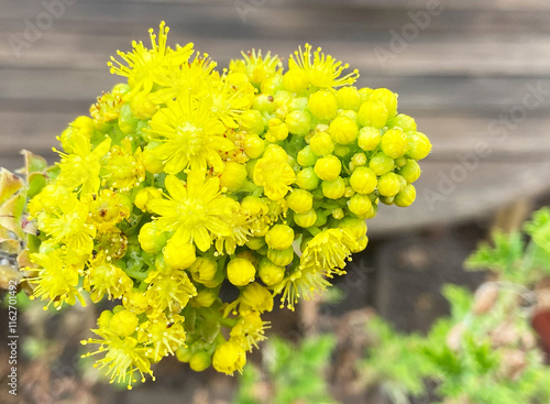 Aeonium arboreum tropical succulent plant with yellow flowers on a rural background in Tenerife,Canary Islands,Spain.
Selective focus. photo