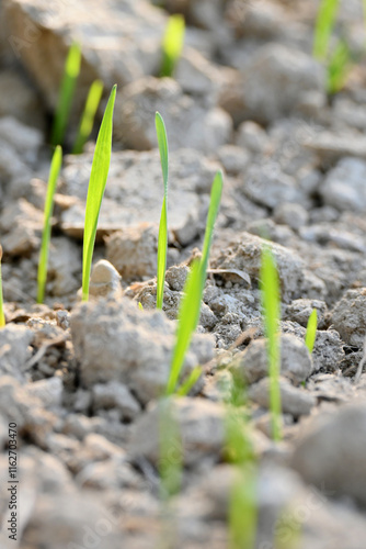 closeup the ripe green soil wheat stitch plant growing with leaves in the farm field with clay soft focus natural green brown background.