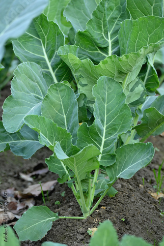 closeup the bunch ripe green cauliflower plant with soil heap growing in the farm soft focus natural green brown background.