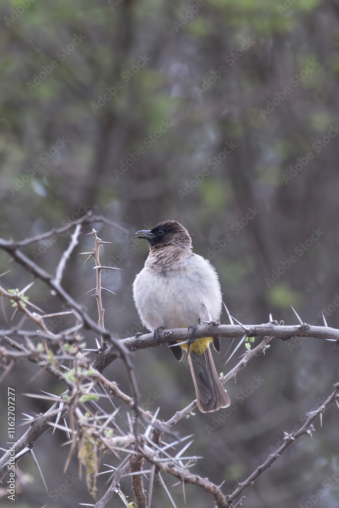 Obraz premium Common Bulbul (Pycnonotus barbatus) passerine bird in Serengeti in Tanzania East Africa