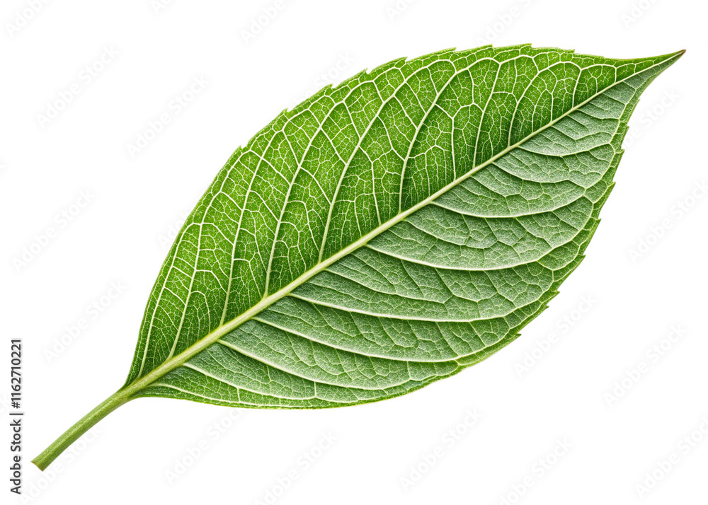 Obraz premium Vibrant Green Leaf, Natures Art, Detailed Veins, On Transparent Background