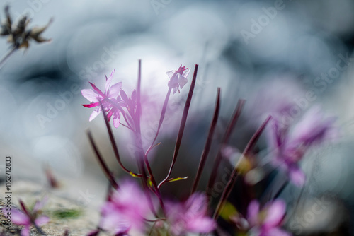 Wallpaper Mural Close-up of purple-rich Gentian flower in alpine meadow. Vivid details of petals and natural textures highlight mountain flora and herbal beauty. Torontodigital.ca