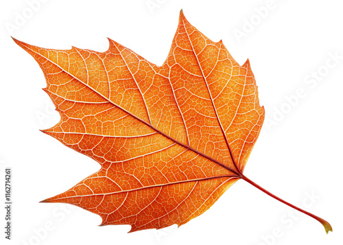 Autumn Leaf, Colorful Lines, Nature, Fall, On Transparent Background photo