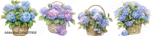 hydrangea basket watercolor clipart