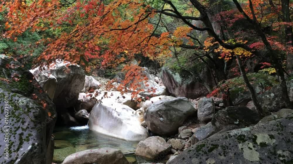 A picturesque view of a mountain stream clear water in South Korea runs between huge boulders under a branch with autumn red leaves, Seoraksan National Park A picturesque view of a mountain stream clear water in South Korea runs between huge boulders under a branch with autumn red leaves, Seoraksan National Park