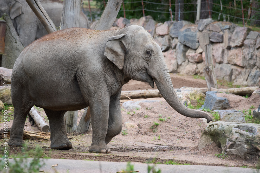 Fototapeta premium The Asian elephant (Elephas maximus).