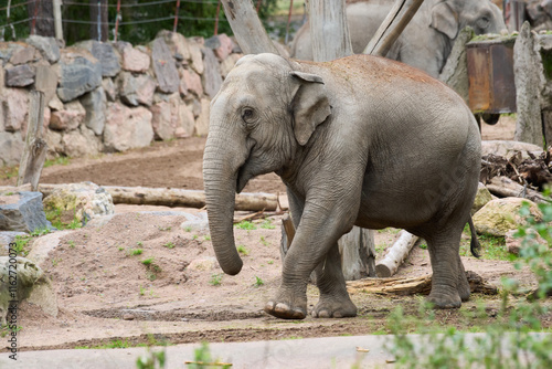 The Asian elephant (Elephas maximus).