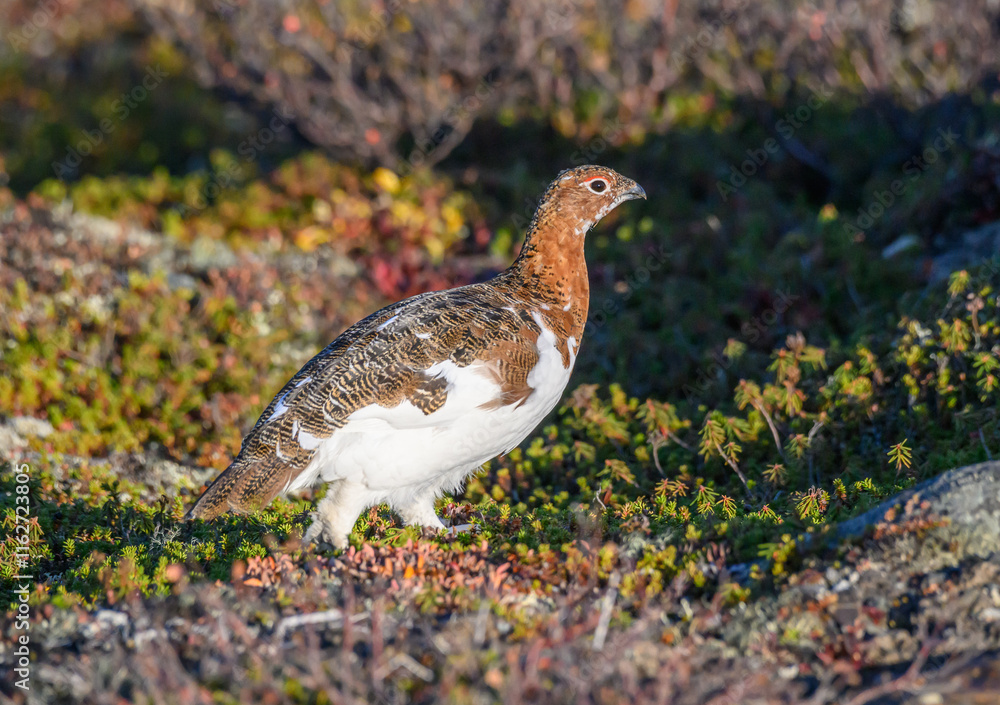 Obraz premium Willow Ptarmigan in the Tundra