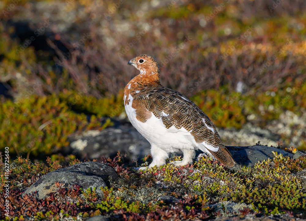 Obraz premium Willow Ptarmigan in the Tundra