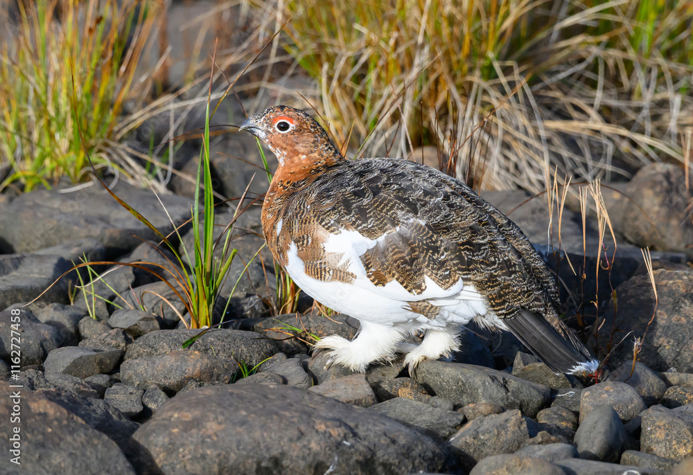 Obraz premium Willow Ptarmigan in the Tundra