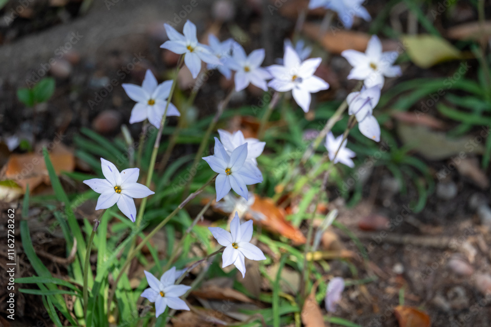 Obraz premium 林床に咲く小さな白い星形の花