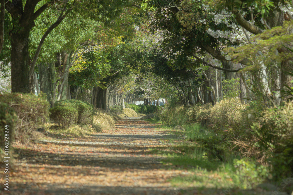 Naklejka premium 木々の緑が覆う静かな散歩道