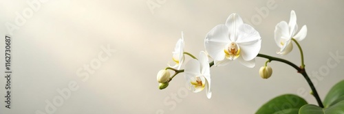 White orchid stems and leaves against a soft background, delicate, leaf