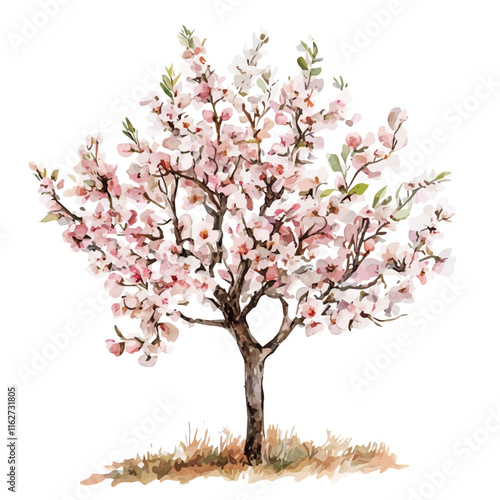 A watercolor vector of an almond tree, isolated on a white background. Almond tree vector.
