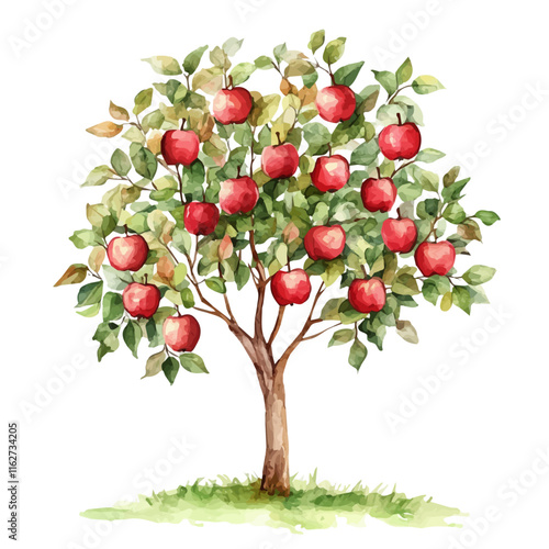 A watercolor vector of an apple tree, isolated on a white background. Apple tree vector.
