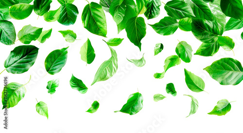 vibrant collection of green leaves floating gracefully on a transparent background, evoking freshness, renewal, and connection to nature. Ideal for eco-themes and springtime projects