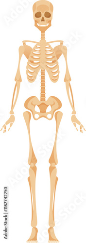 Adult woman skeleton anatomy vector illustration