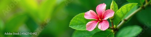 Neolamarckia cadamba tree flower with green leaves in nature, garden, plant