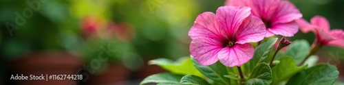 Petunia flower blooms in a garden pot with green leaves, garden, foliage, flora