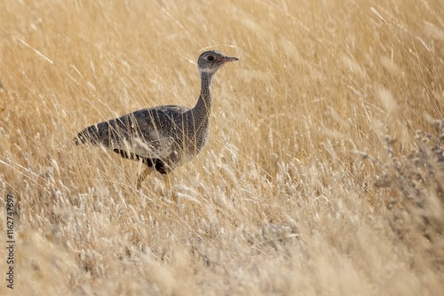 Kori bustard camouflaged in tall grass. photo