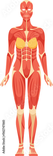 Adult woman muscular system anatomy