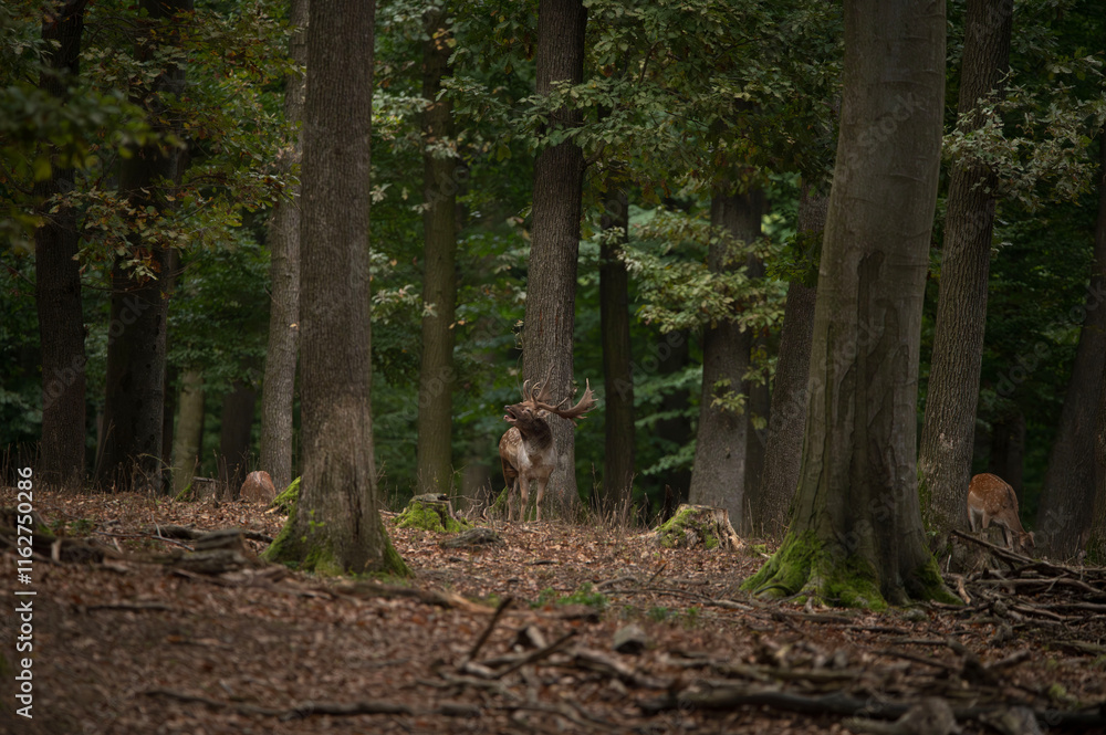 Dama dama and an important period of the year, the female rut. Dama dama and an important period of the year, the female rut.