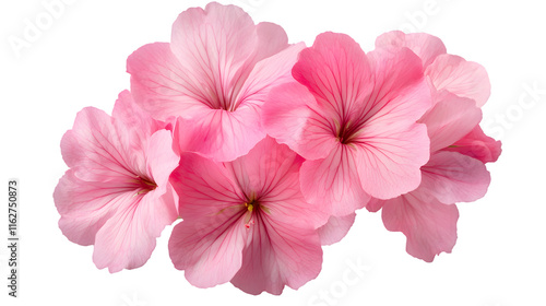 Beautiful Pink Geranium Flowers in Full Bloom - Decorative Floral Arrangement