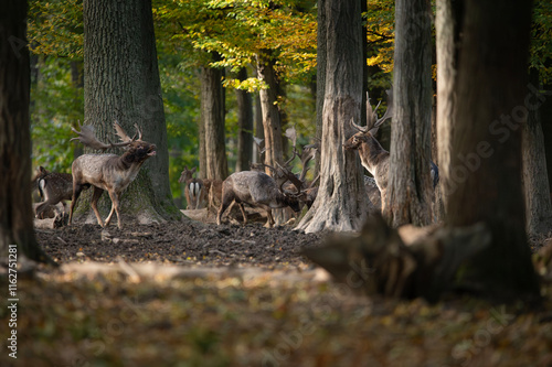 Dama dama and an important period of the year, the female rut.