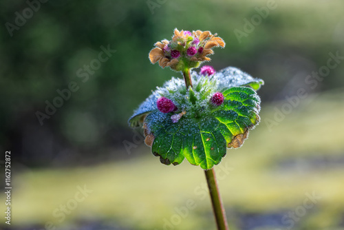 Close-up of Lamium amplexicaule (deadnettle) with frosted green leaves and pink buds on a blurred background. photo