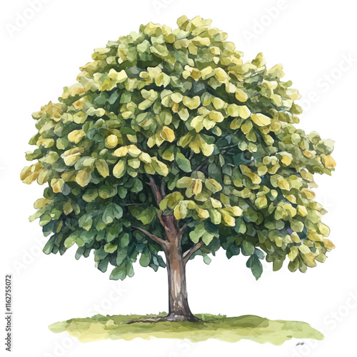 A watercolor of a chestnut tree, isolated on a white background. Chestnut tree vector.
