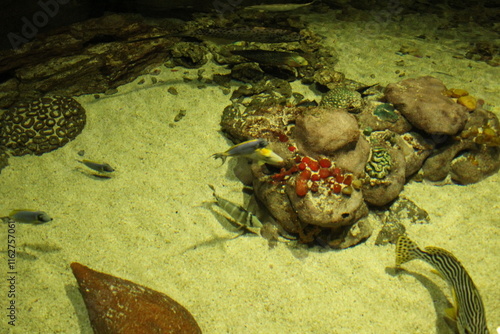 mineral Canaphite surrounded by fish of different species Keeping fish in an aquarium photo