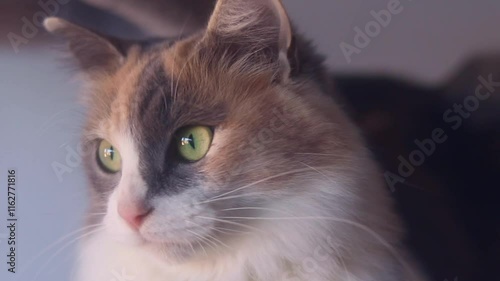 Very close-up of a cat's gaze looking around
