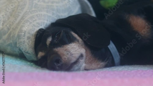 Dachshund breed dog sleeping in a bed