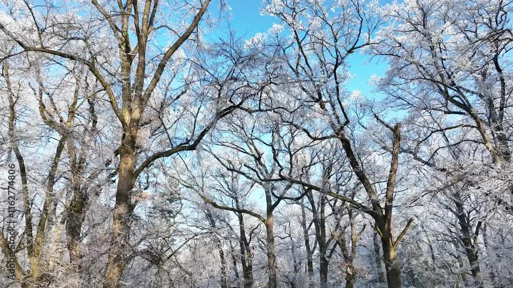 Smooth Crossing of Winter Snowy Oaks Forest. Nature and Outdoor Aerial footage of Winter Landscape with Clear Blue Sky. Smooth Crossing of Winter Snowy Oaks Forest. Nature and Outdoor Aerial footage of Winter Landscape with Clear Blue Sky.