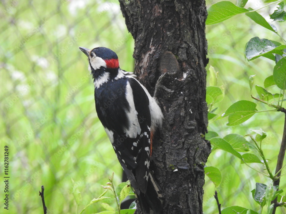 Spotted woodpecker in garden in June Spotted woodpecker in garden in June