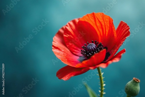 High detail poppy flower with soft focus on blue, poppy flower, botanical