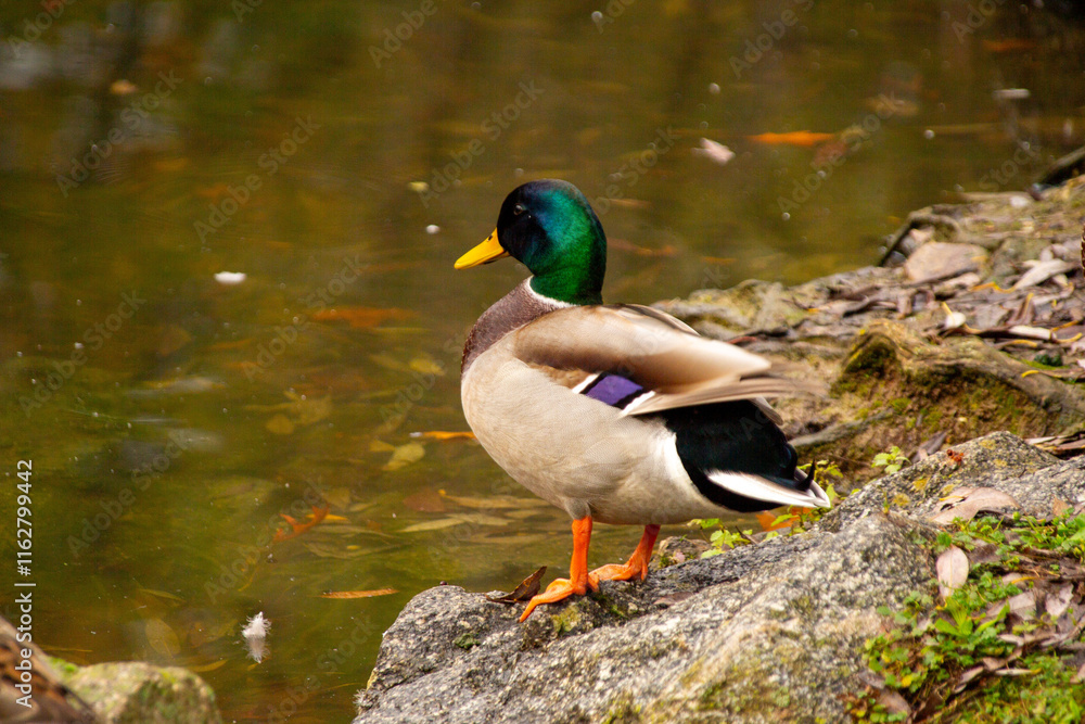 Anas platyrhynchos mallard duck, gliding across pond, perfect depiction wildlife in motion, beauty waterfowl in natural habitat, nature protection Anas platyrhynchos mallard duck, gliding across pond, perfect depiction wildlife in motion, beauty waterfowl in natural habitat, nature protection