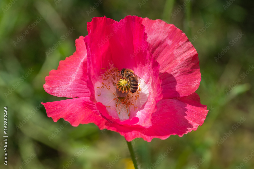 Red and white poppy flowers