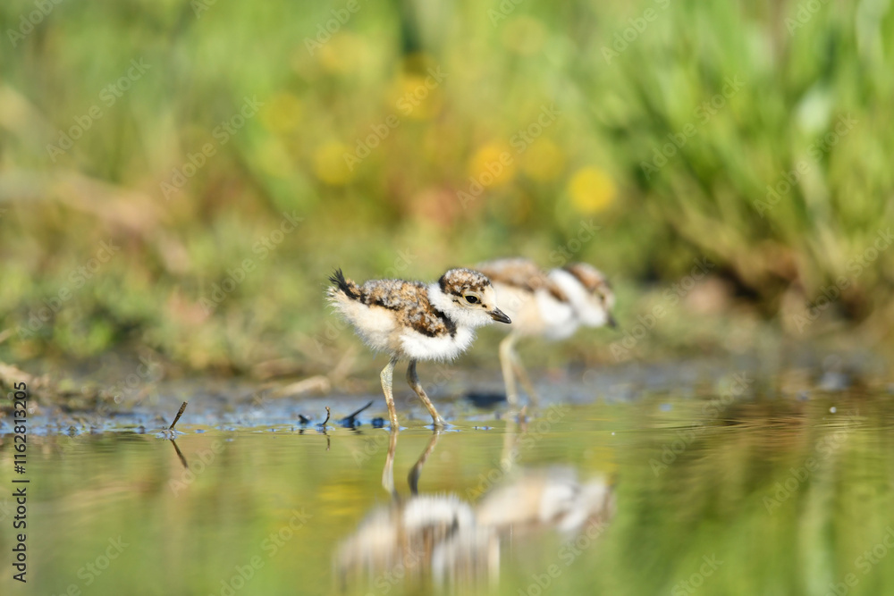 Obraz premium Flussregenpfeifer
