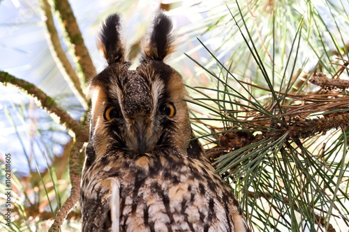 Asio Otus aka Long-eared Owl perched on the pine tree branch is looking to photographer. Funny detailed close-up bird portrait. Eye to eye. photo