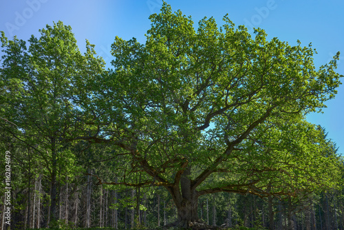 A huge oak tree in the summer in a forest near the Finnish town of Lohja: Paavola oak, Lohjansaari.